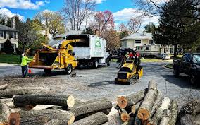 How Our Tree Care Process Works  in  Nacogdoches, TX