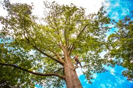 Best Fruit Tree Pruning  in Nacogdoches, TX