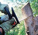  Nacogdoches, TX Tree Services Pros