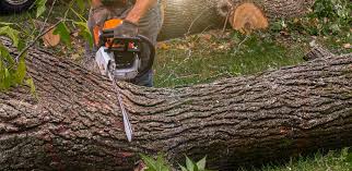 Trusted Nacogdoches, TX Tree Services Experts