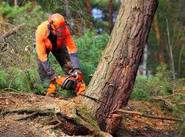Best Lawn Maintenance Plans  in Nacogdoches, TX