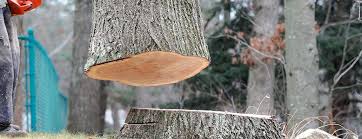 Best Root Management and Removal  in Nacogdoches, TX