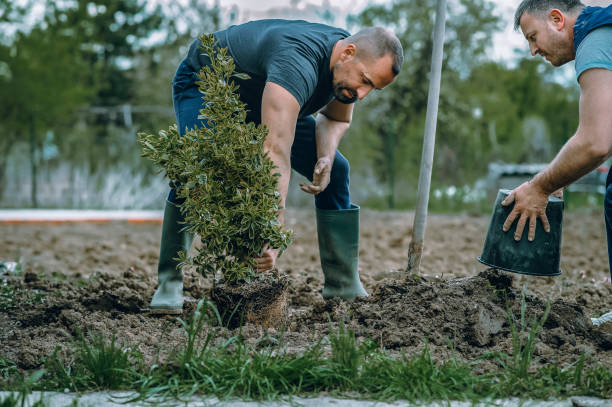 Best Tree and Shrub Care  in Nacogdoches, TX