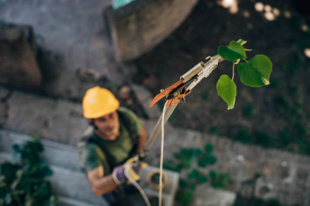 Best Tree Removal  in Nacogdoches, TX