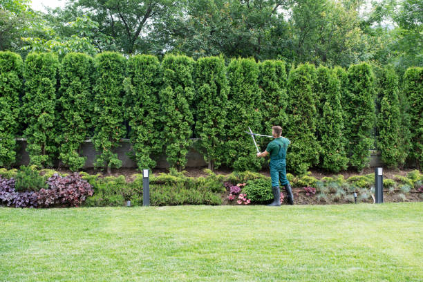 Best Tree Disease Treatment  in Nacogdoches, TX