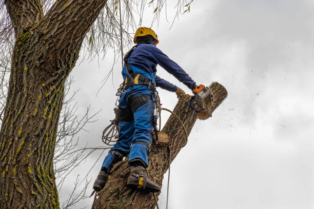 Best Aeration Services  in Nacogdoches, TX