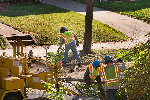 Lawn Renovation and Restoration in Nacogdoches, TX