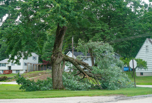 Best Fruit Tree Pruning  in Nacogdoches, TX