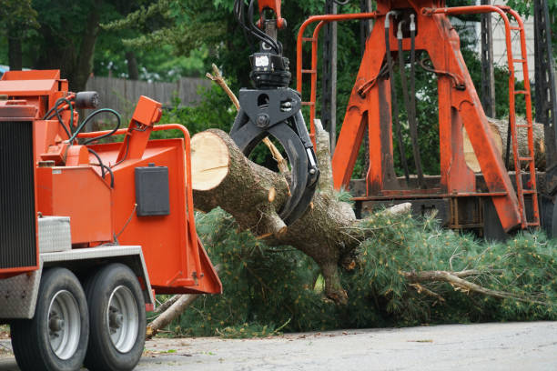 Best Leaf Removal  in Nacogdoches, TX
