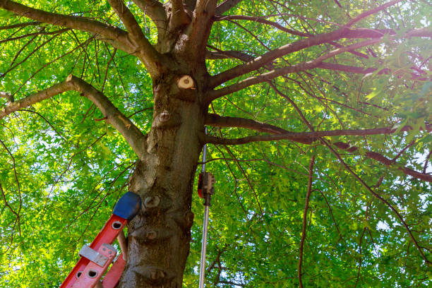 Best Commercial Tree Services  in Nacogdoches, TX